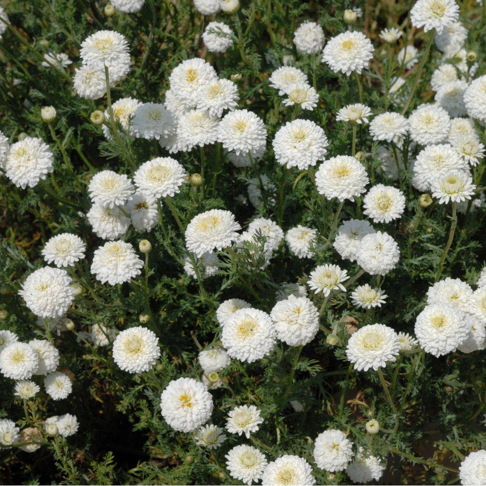 Camomille romaine  à fleurs doubles - Image 1