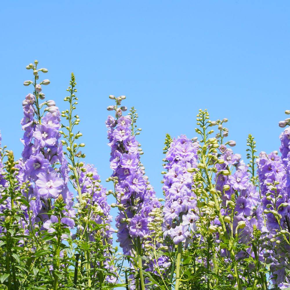 Delphinium Excalibur Bleu - Pied d'alouette