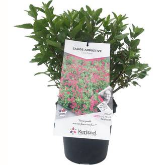 SALVIA microphylla 'Cera potosi' en pot de 4 litres rond carré