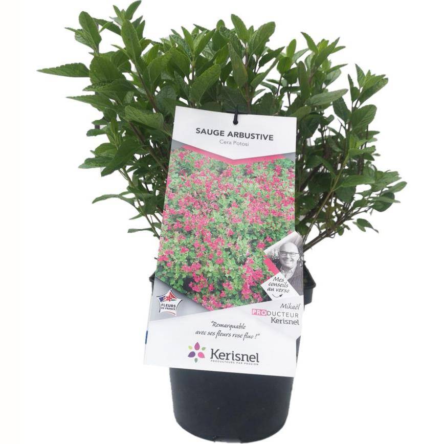 SALVIA microphylla 'Cera potosi' en pot de 4 litres rond carré - Image 1