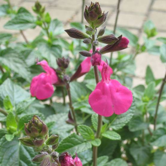 SALVIA microphylla 'Cera potosi' en pot de 4 litres rond carré - Image 2