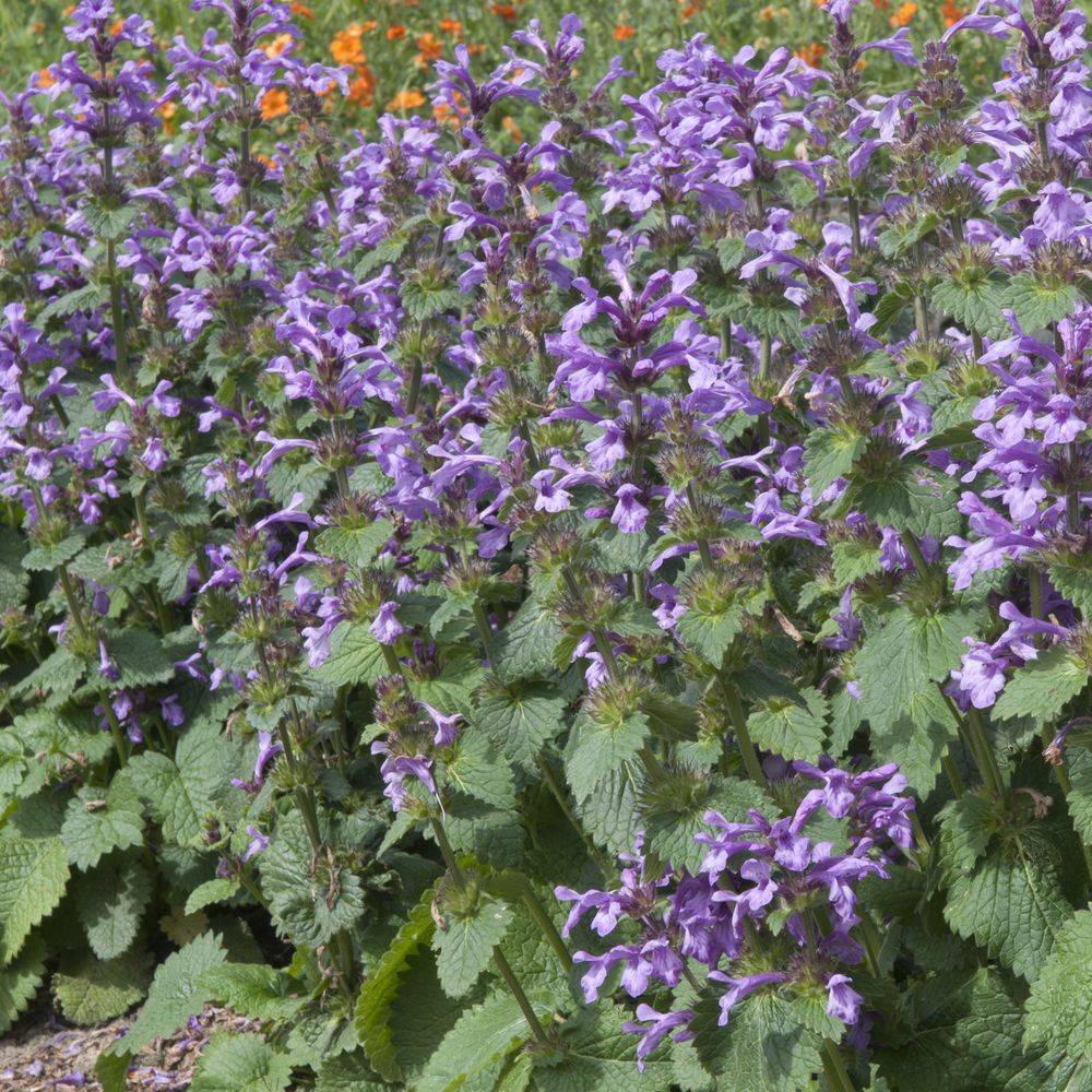 Stachys macrantha