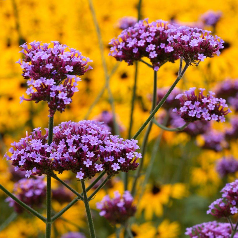 Verveine de Buenos Aires lot de 3 - Image 1