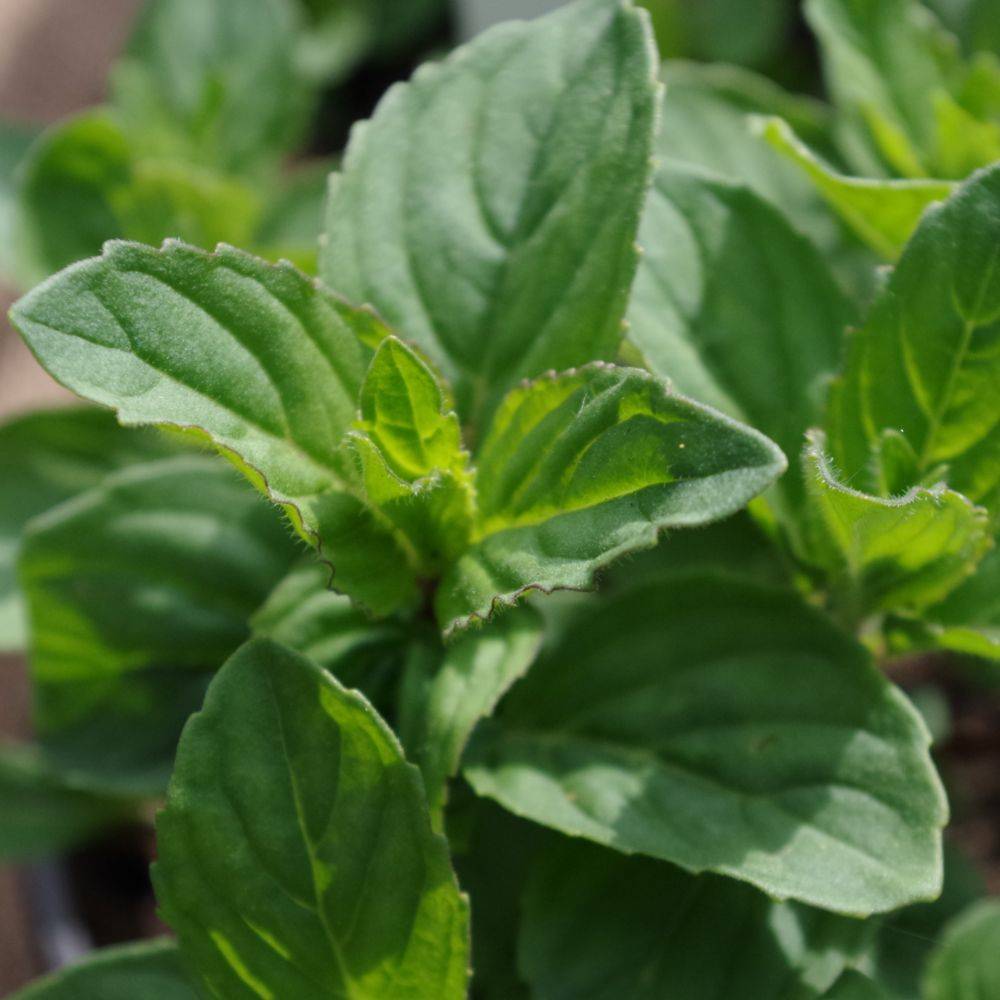 Menthe citron