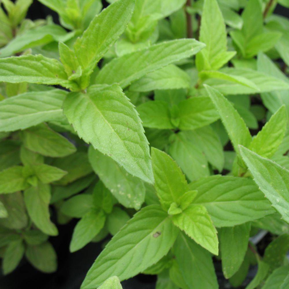 Menthe citron - Image 2