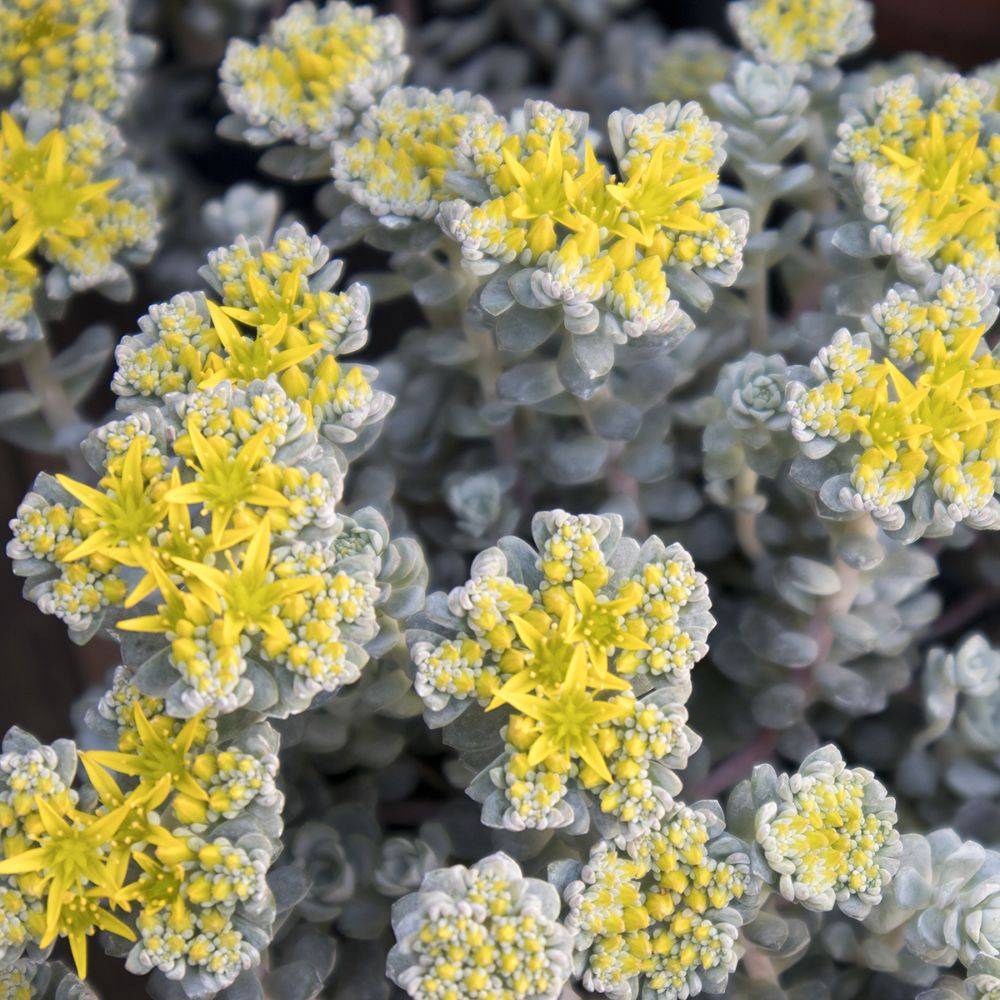 Sedum spathulifolium Cape Blanco - Image 4