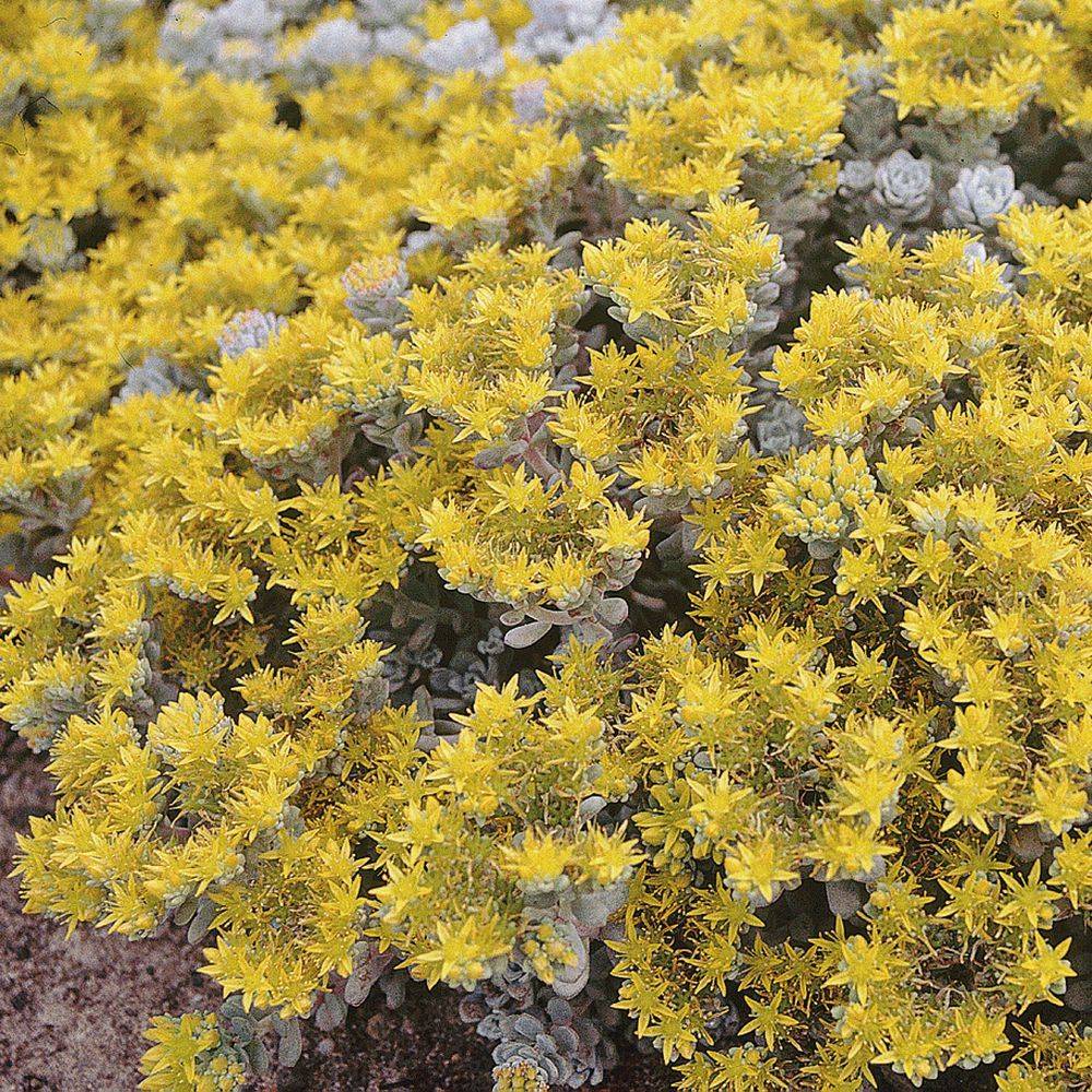 Sedum spathulifolium Cape Blanco - Image 2