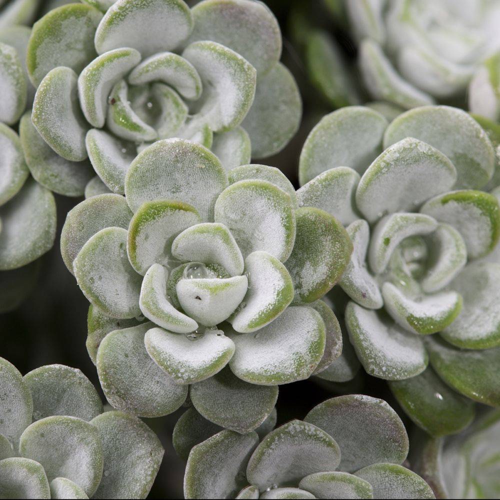 Sedum spathulifolium Cape Blanco - Image 1