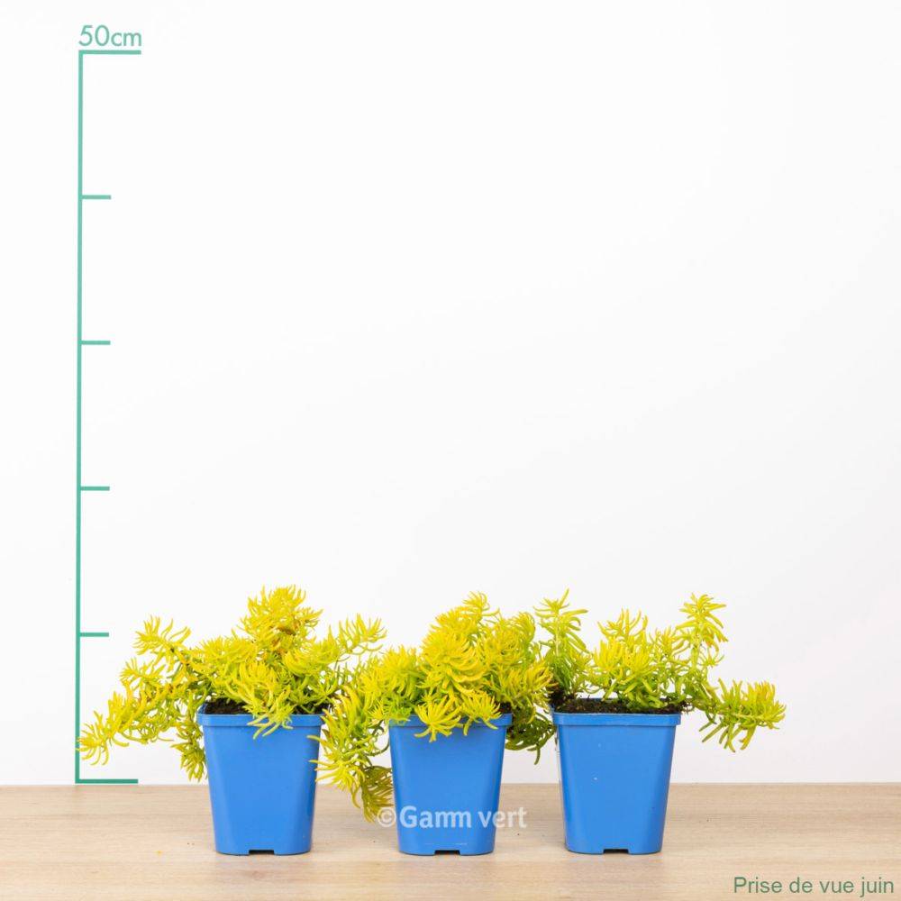 Sedum rupestre feuillage dore lot de 3 - Image 3