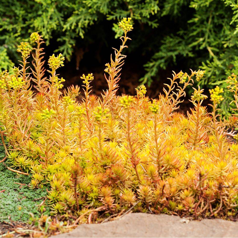 Sedum rupestre feuillage dore lot de 3 - Image 4