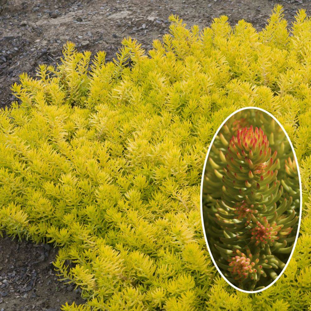 Sedum rupestre feuillage dore lot de 3 - Image 1