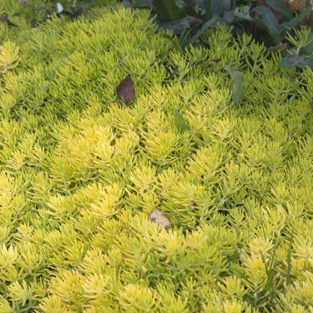 Sedum rupestre feuillage dore lot de 3 - Image 5
