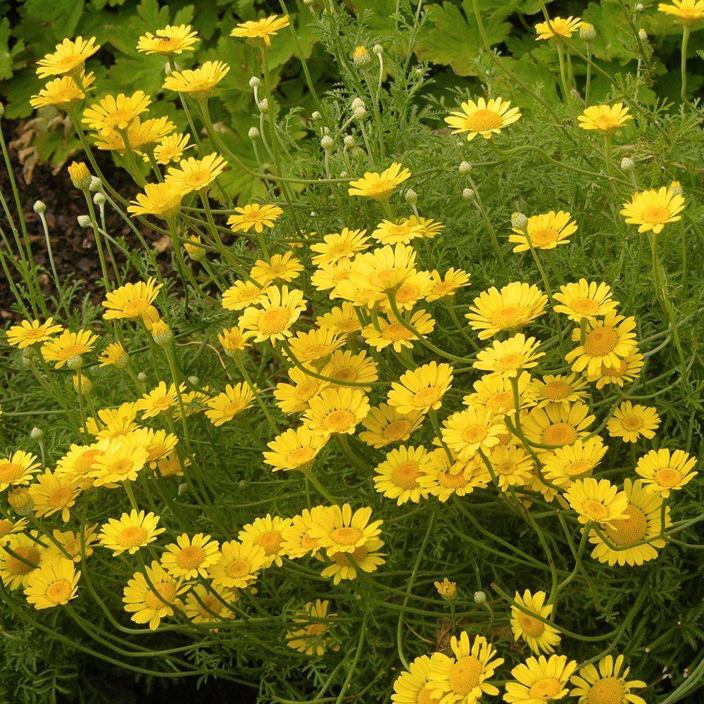 Anthemis tinctoria kelwayi