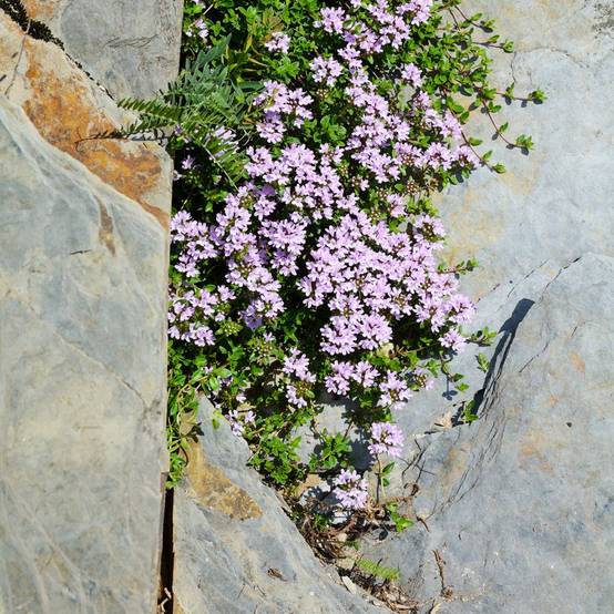 Thym serpolet - Image 1