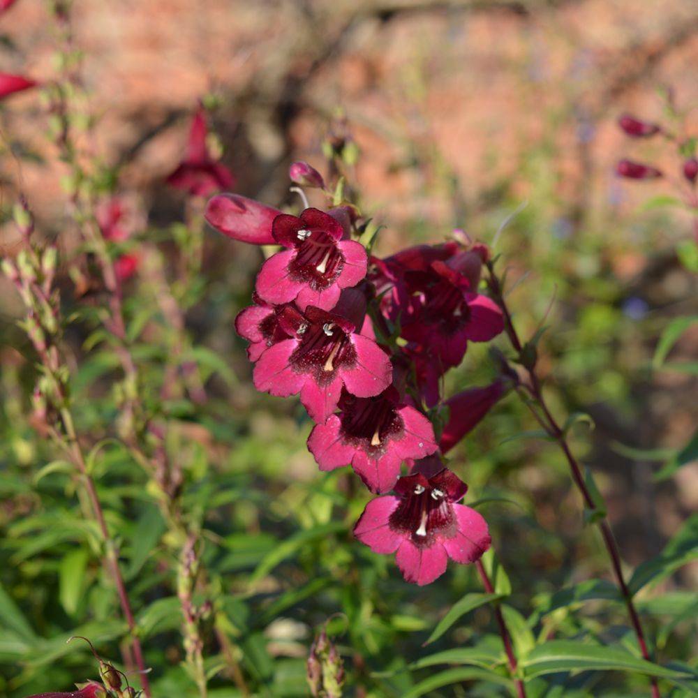 Penstemon Blackbird - Image 1