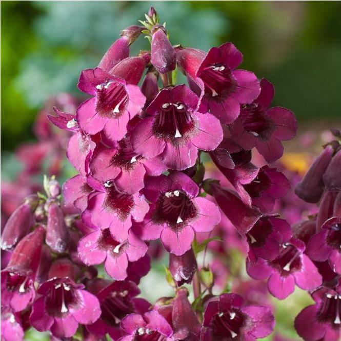 Penstemon Blackbird - Image 5