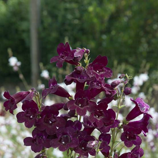 Penstemon Blackbird - Image 3