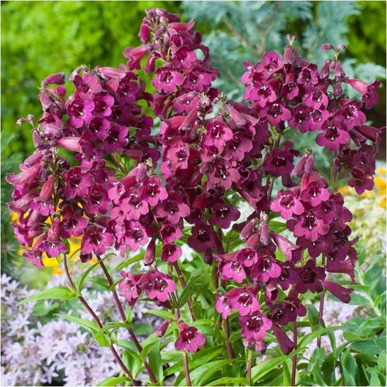 Penstemon Blackbird - Image 4