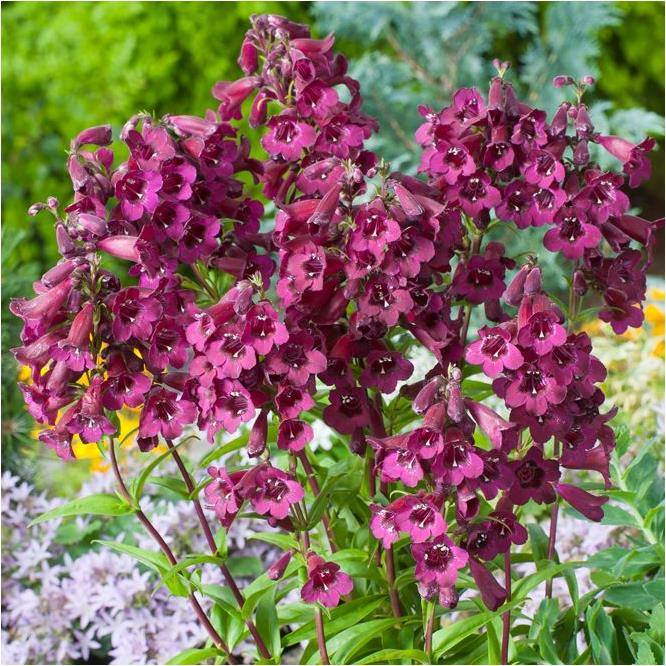 Penstemon Blackbird - Image 4