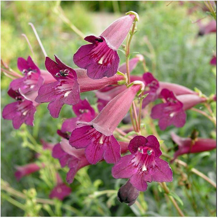 Penstemon Blackbird - Image 2