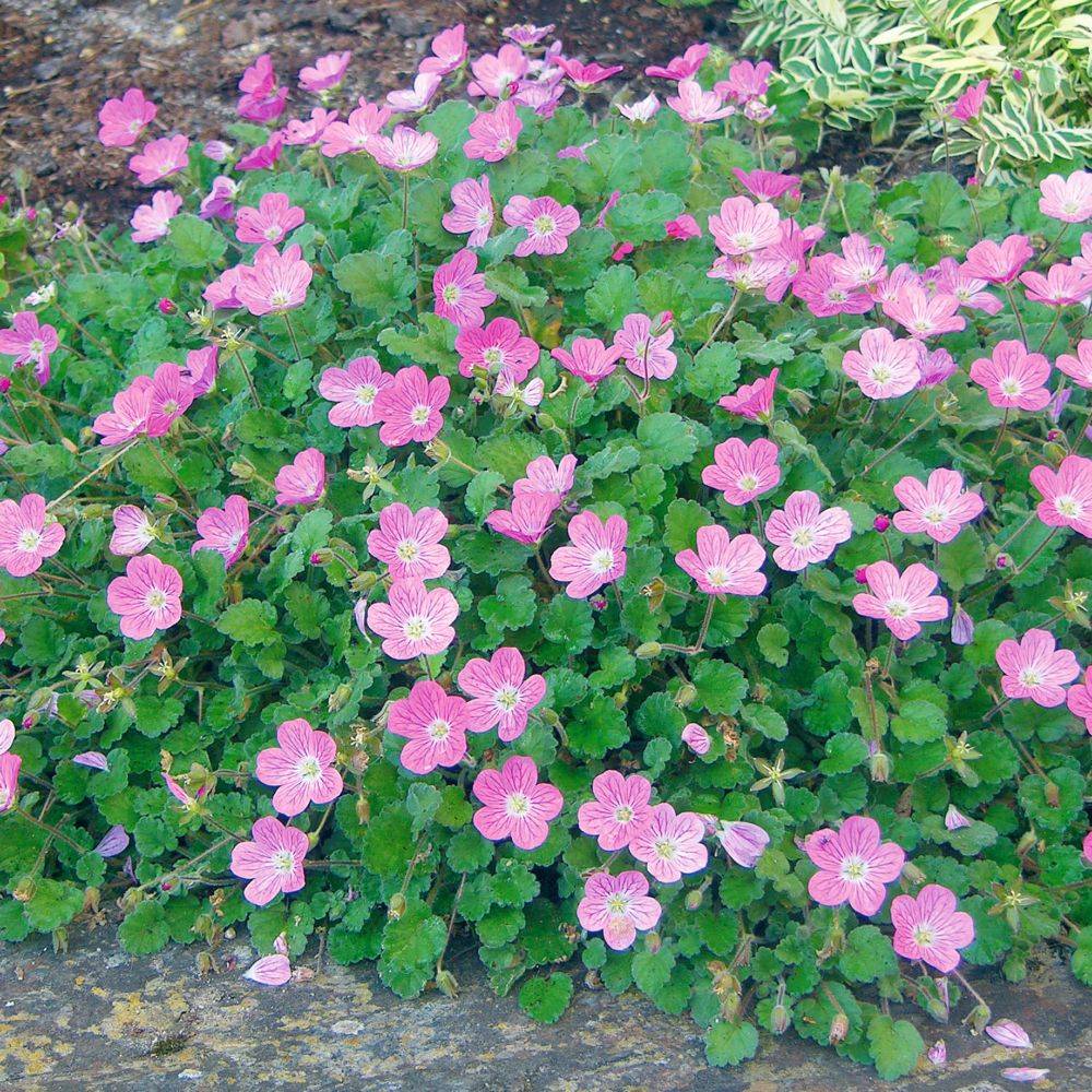 Erodium rose