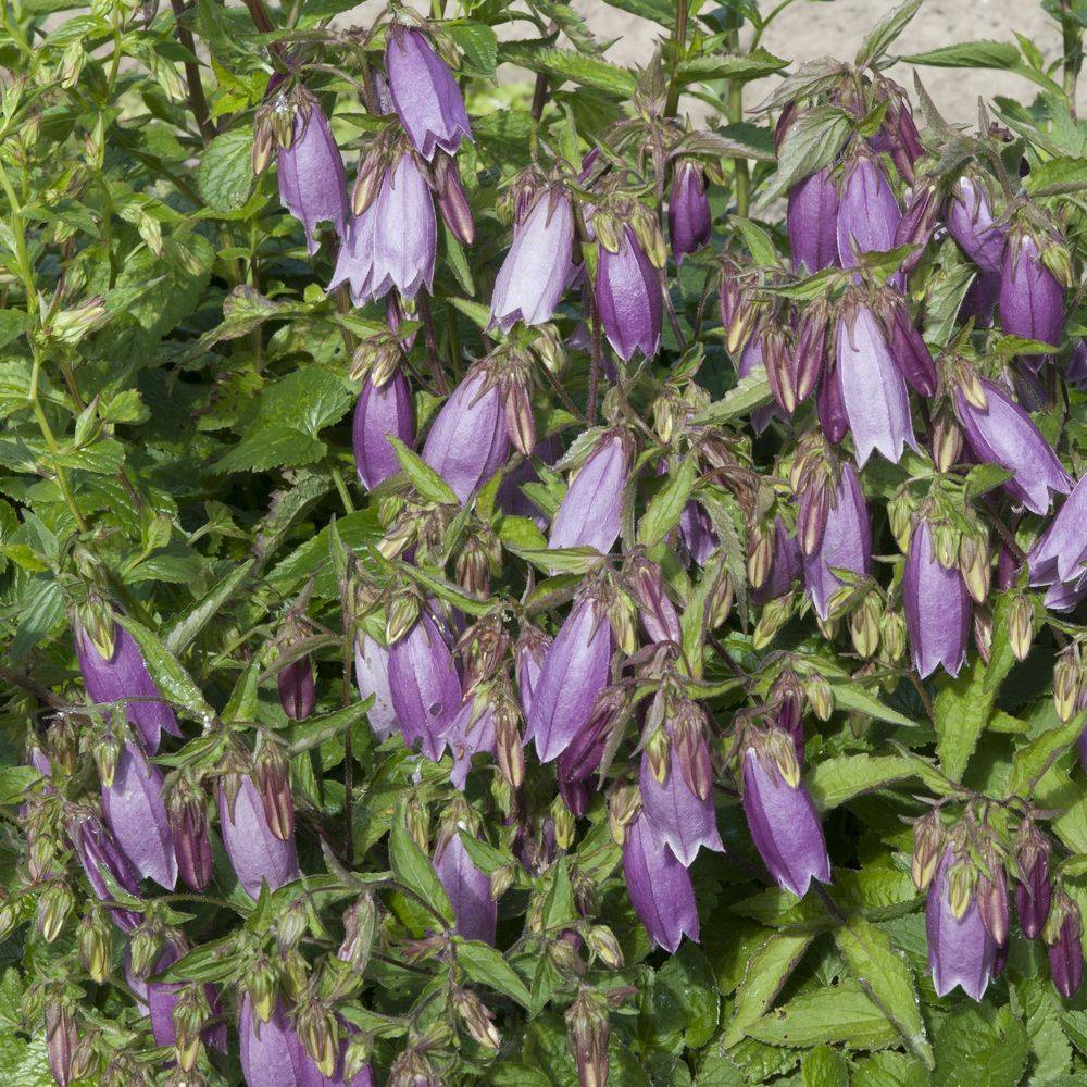 Campanula takesimana elisabeth