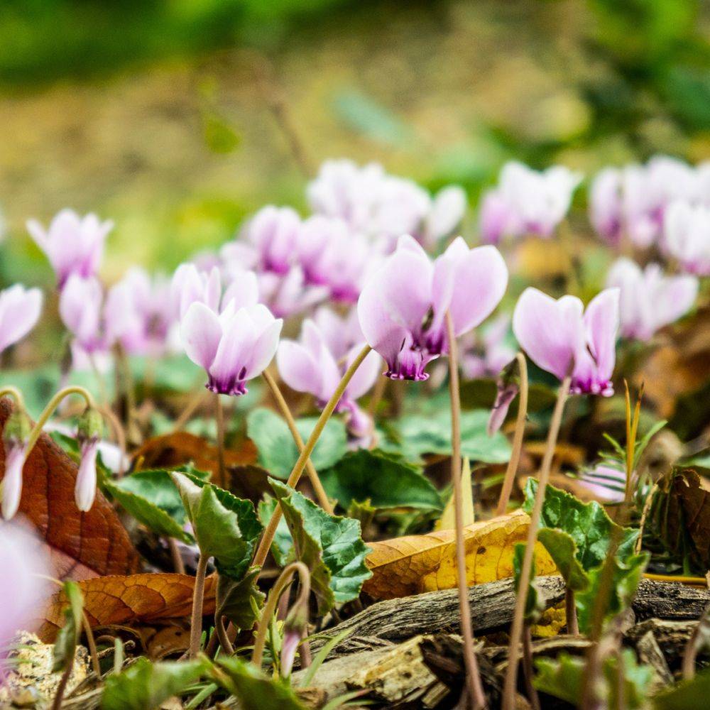Cyclamen neapolitanum rosea