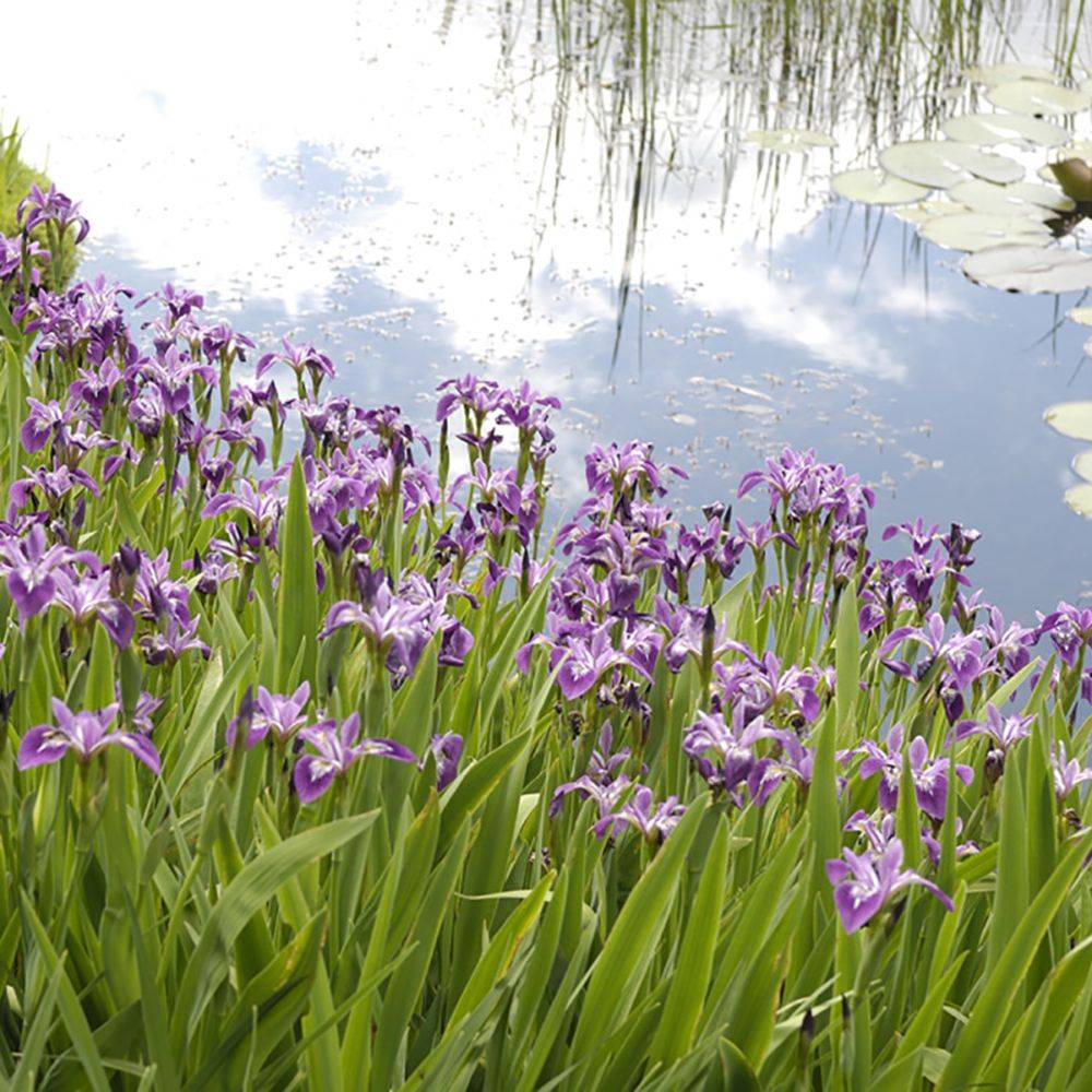 Iris des rives - Iris laevigata