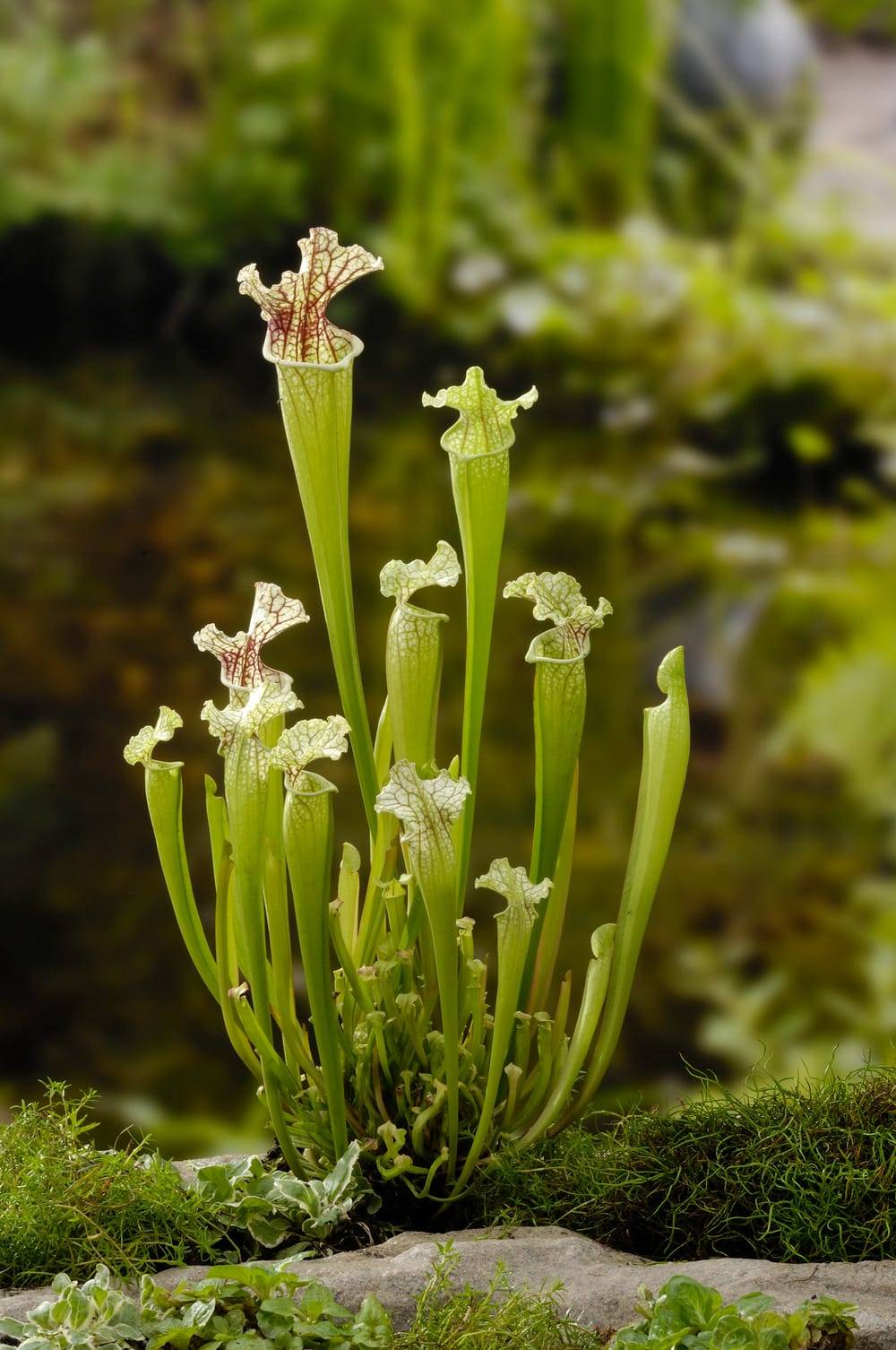 Sarracenia leucophylla - Plante carnivore - POT 4L - Jardiland