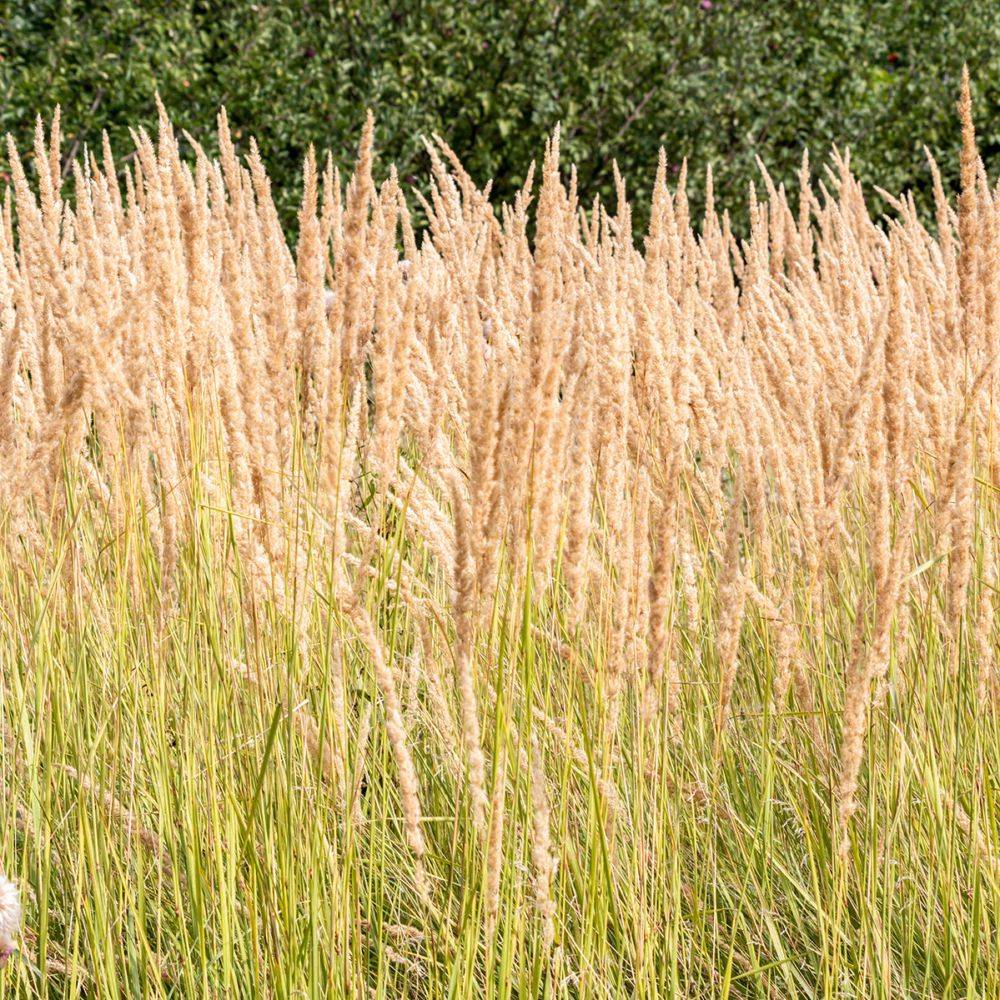 Graminée : Calamagrostis Karl Foerster