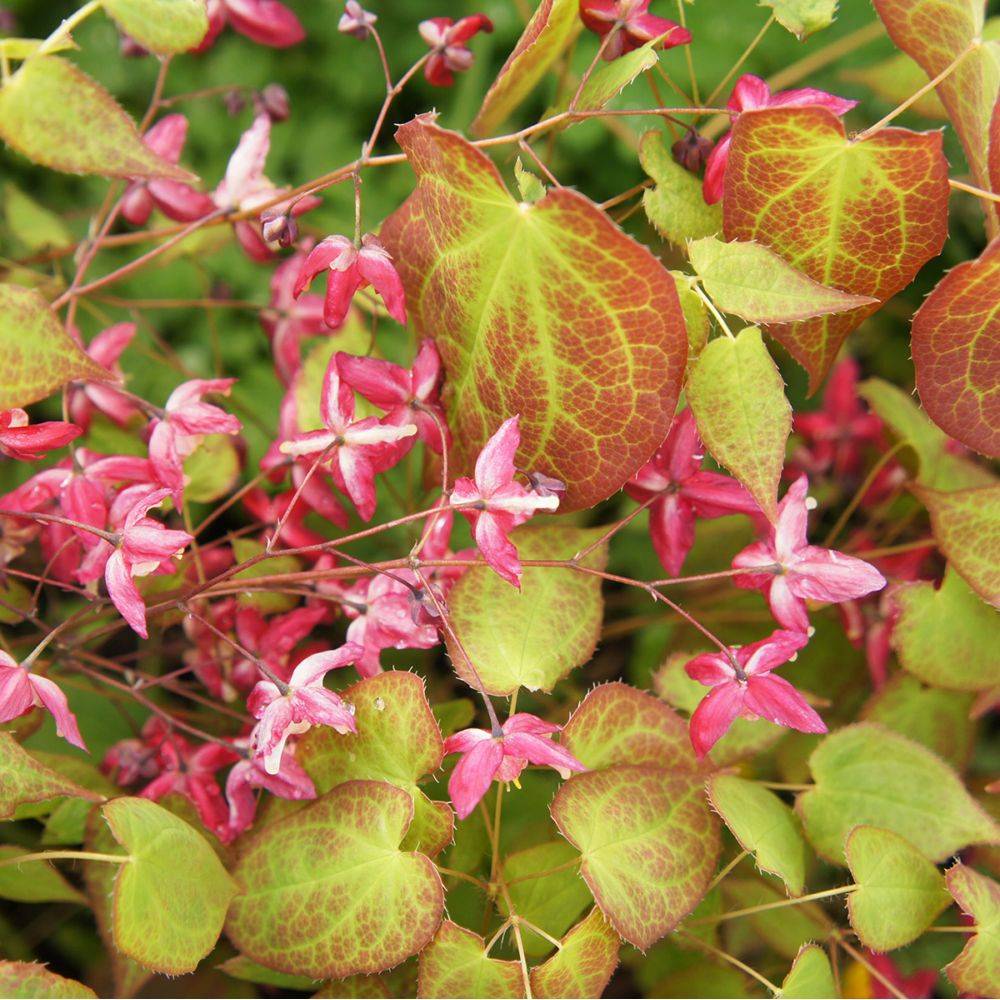 Fleur des Elfes - Epimedium x purpureum