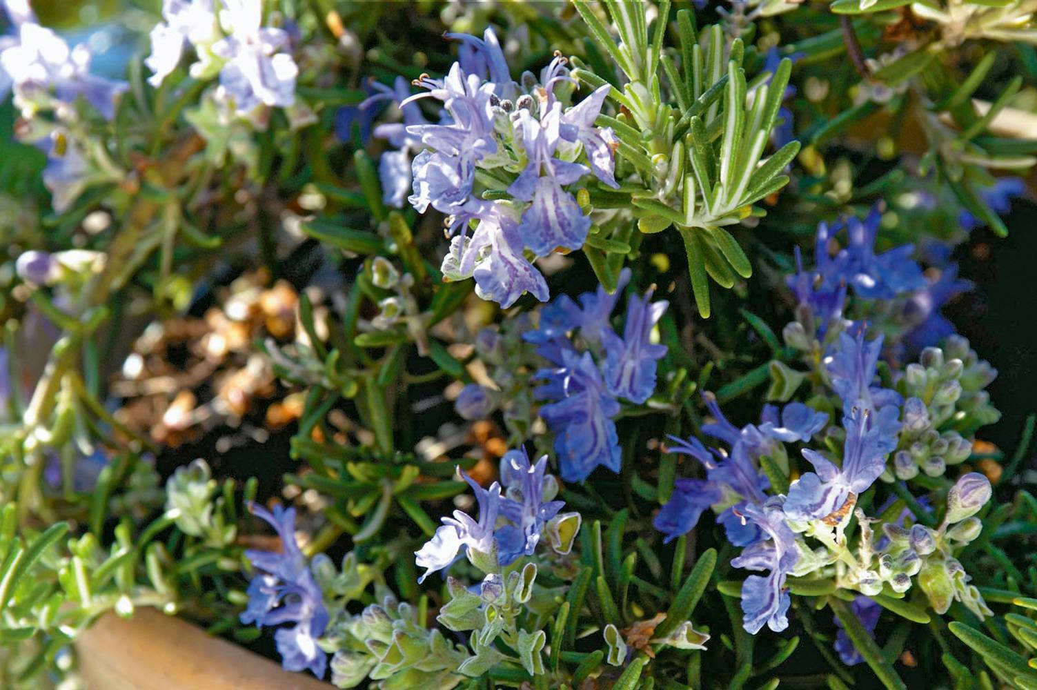 Rosmarinus officinalis 'Pointe du Raz' - Romarin couvre sol