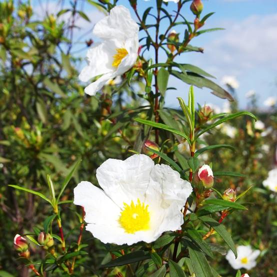 CISTUS corbariensis en pot de 3 litres - Image 2