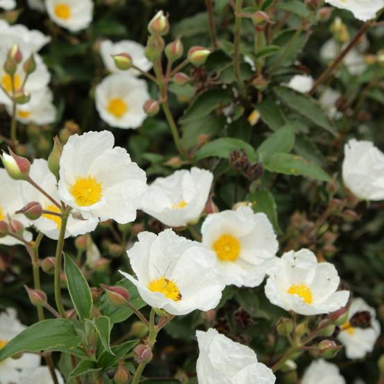 CISTUS corbariensis en pot de 3 litres - Image 1