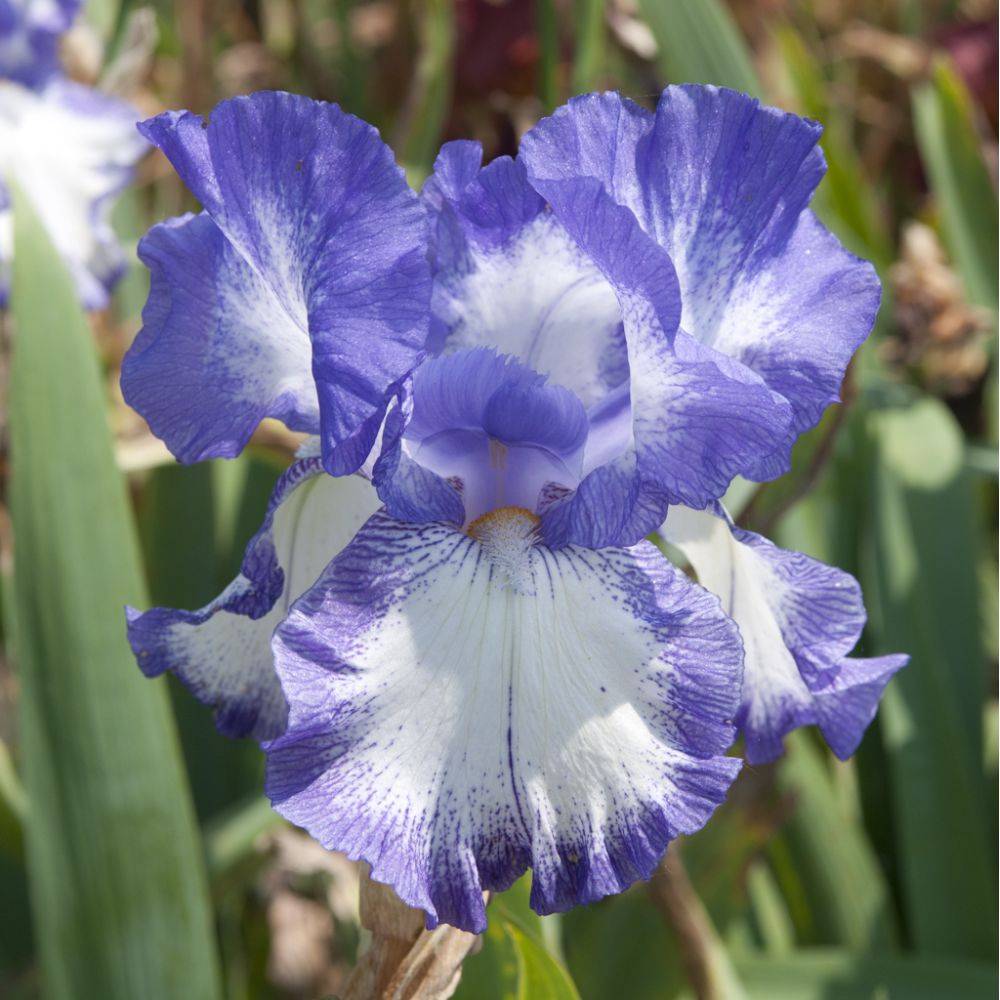 Iris des jardins bleu strié blanc lot de 3