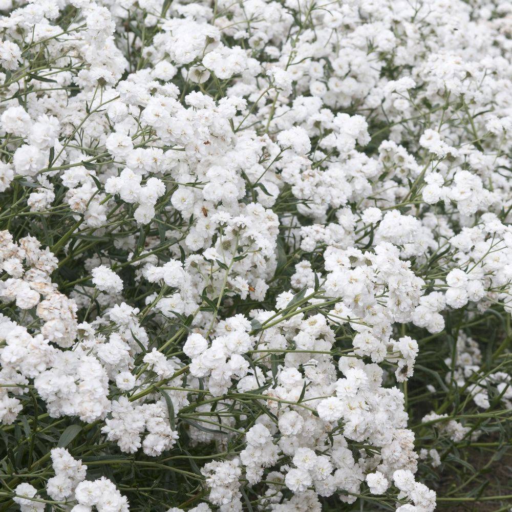 Achillea ptarmica The pearl lot de 3