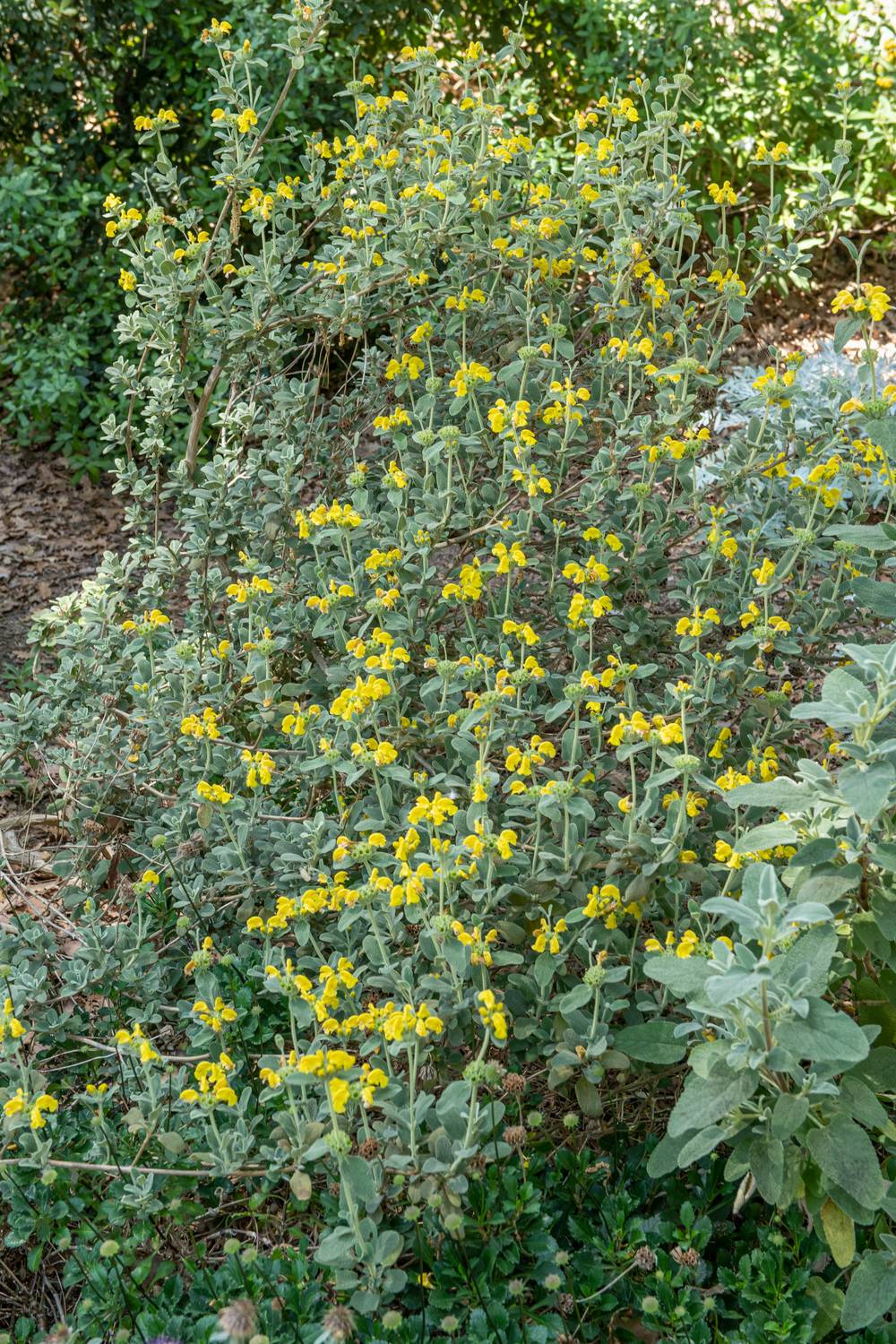 Phlomis russeliana - Sauge de Jérusalem