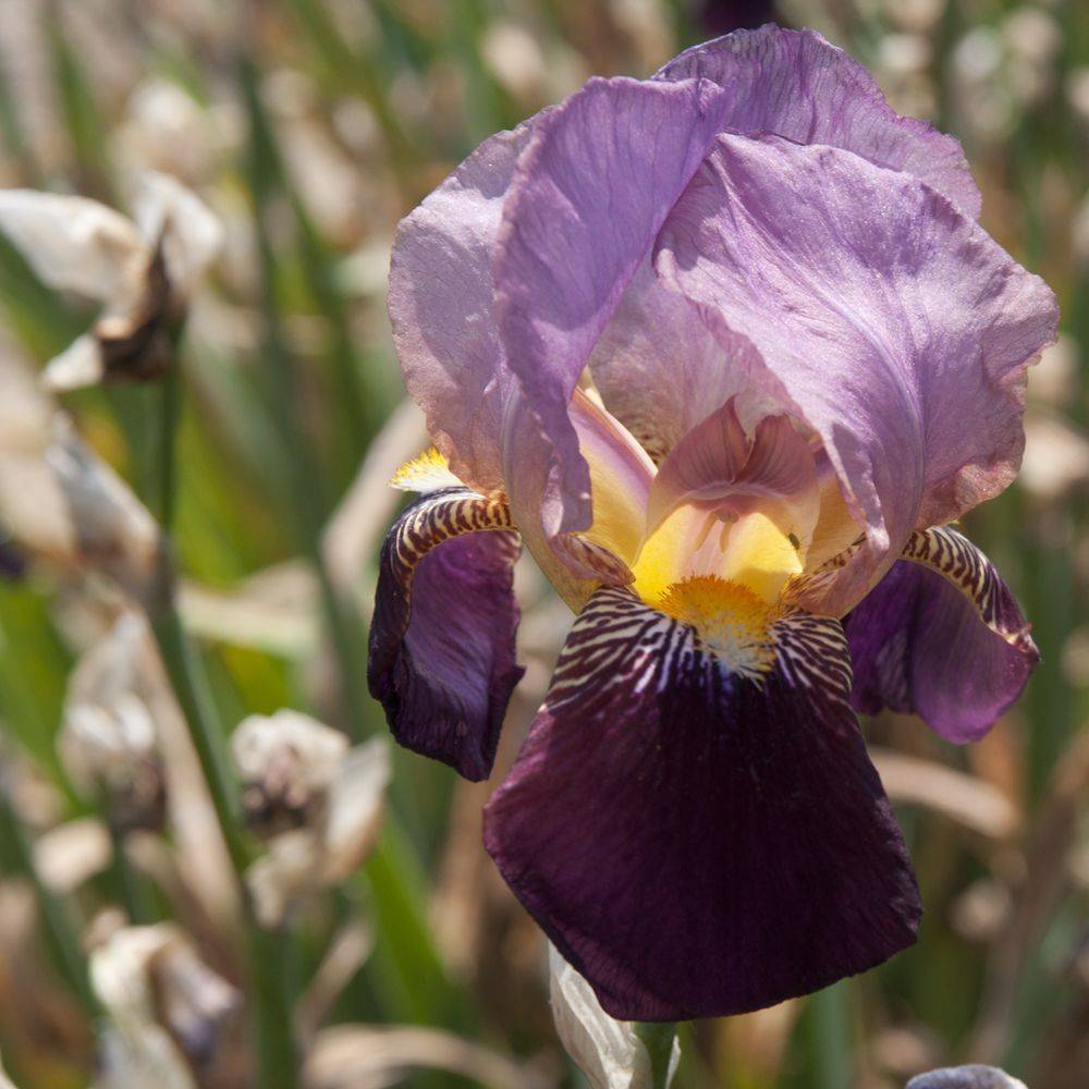 Iris germanica indian chief lot de 3