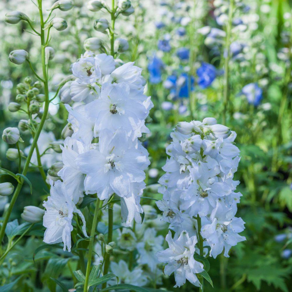 Delphinium Excalibur White - Pied d'alouette - Image 1