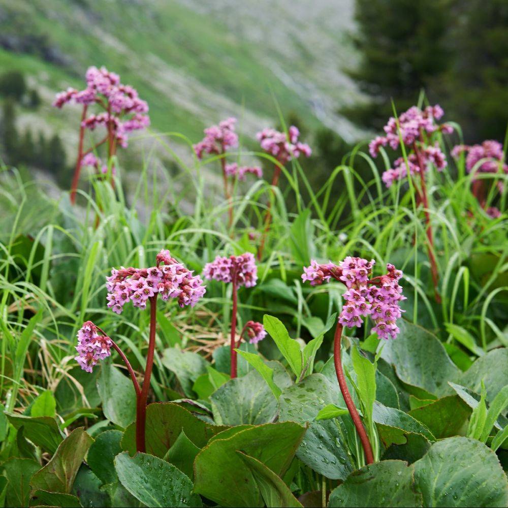 Bergenia cordifolia rosea - Image 1