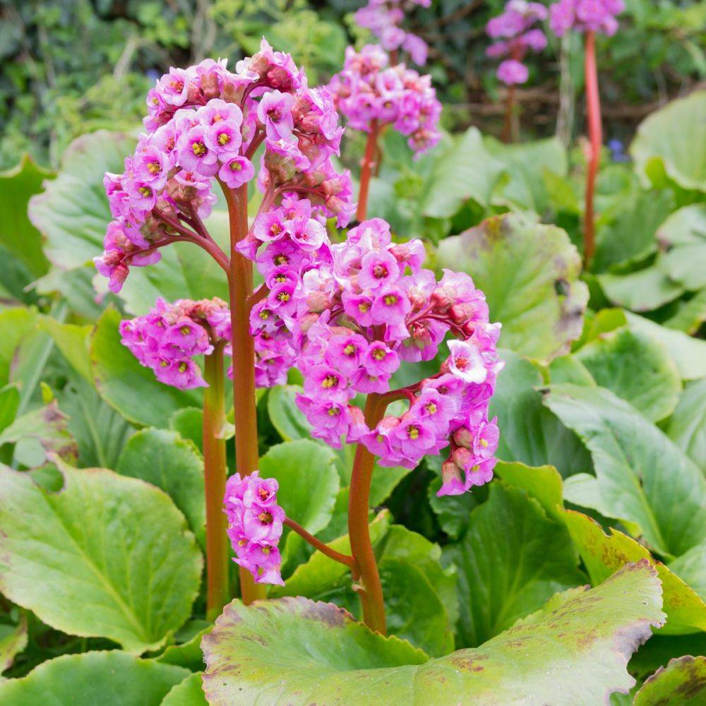 Bergenia cordifolia rosea - Image 3