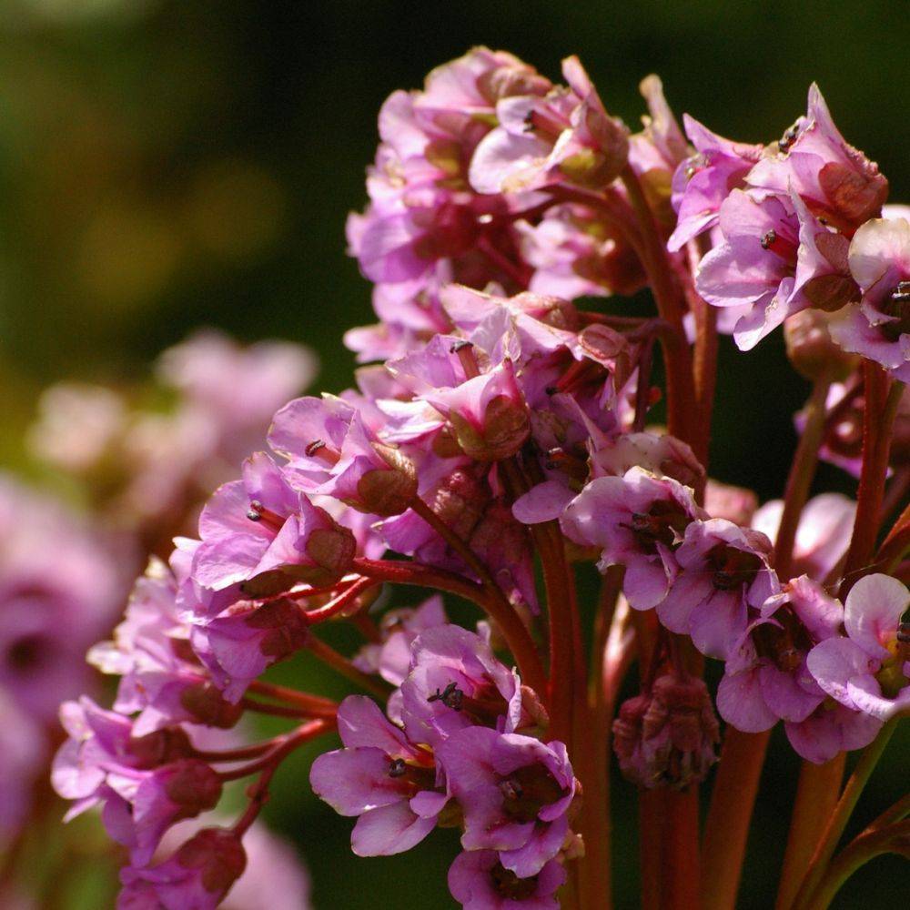 Bergenia cordifolia rosea - Image 5