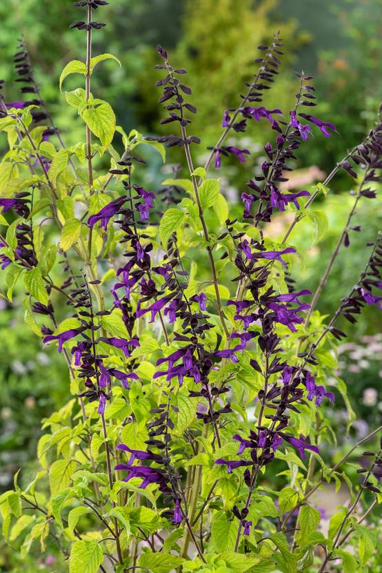 Salvia x 'Amistad' - Sauge
