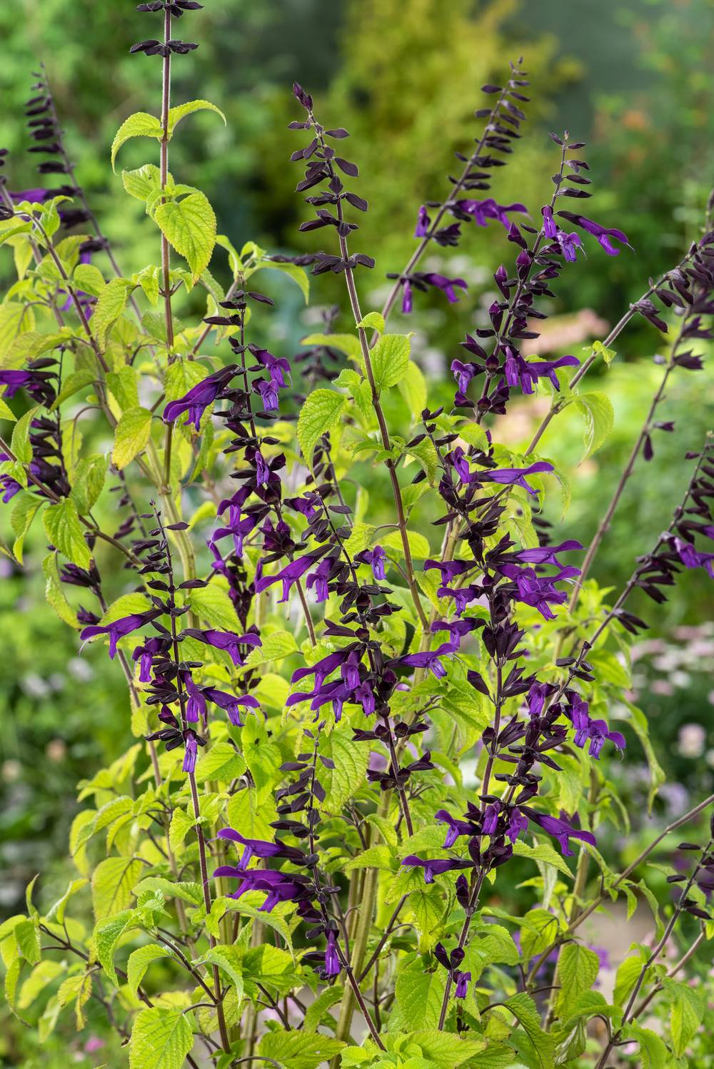 Salvia x 'Amistad' - Sauge
