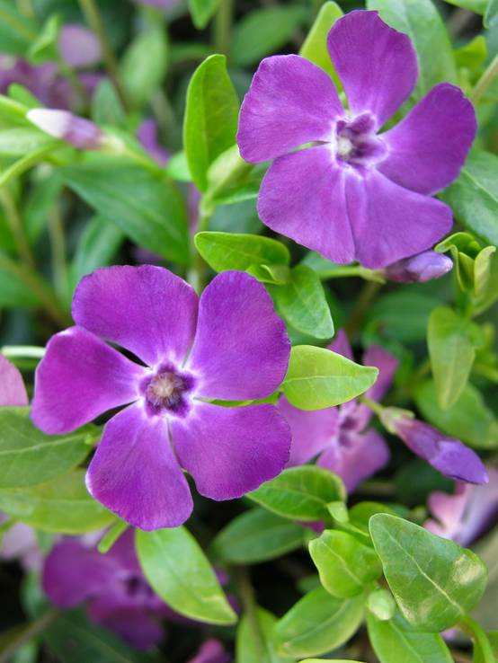 Vinca minor 'Atropurpurea' - Pervenche