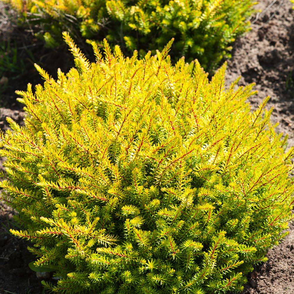 ERICA darleyensis Eva Gold lot de 2 - Image 1