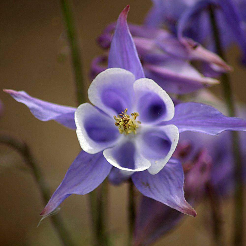 Ancolie 'Blue Star' - Image 2