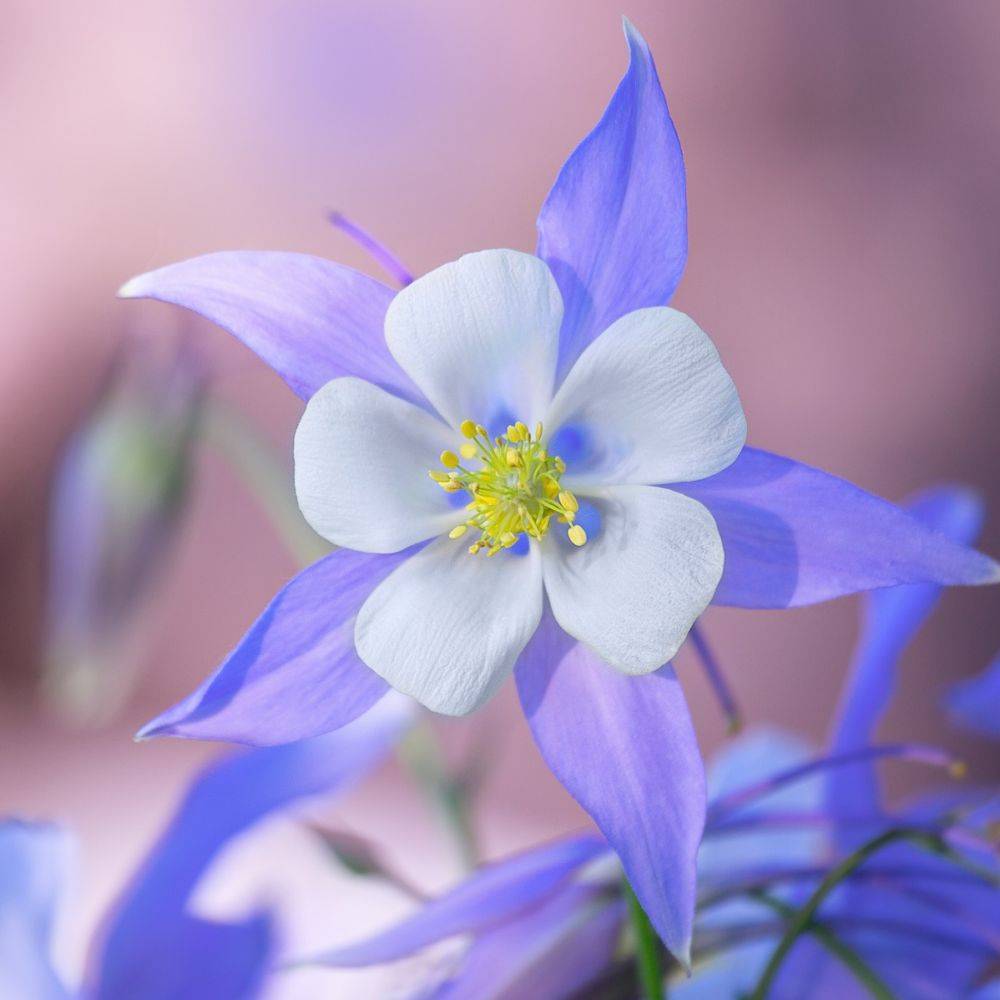 Ancolie 'Blue Star' - Image 1