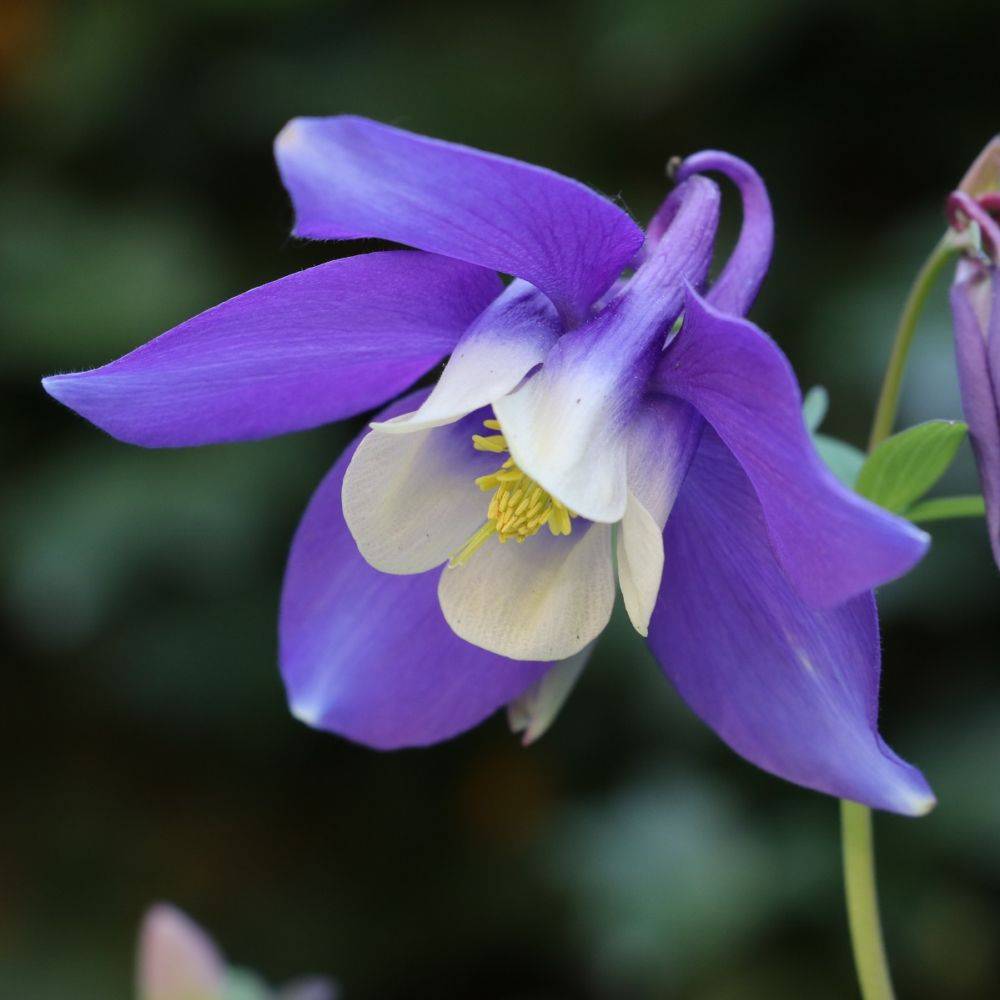 Ancolie 'Blue Star' - Image 3