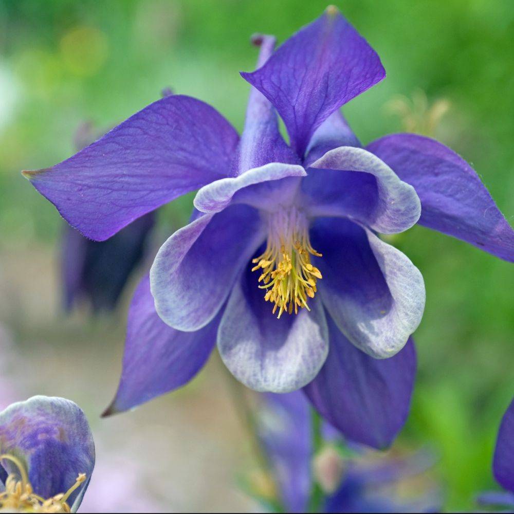 Ancolie 'Blue Star' - Image 5